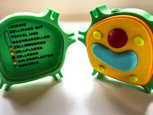 Plant Cell – Educational 3D Model