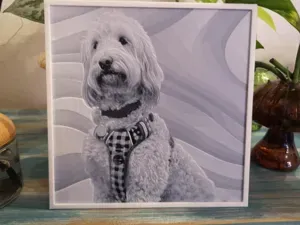 A cute Poodle dog picture in the black and white