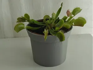 Simple flowerpot