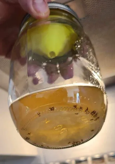 Mason Jar Fruit Fly Trap - Only 8g of Filament — Image 3 of 4