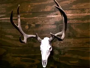 Mule Deer Skull - Real Antler Mount