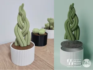 Succulents Box: Snake Plant Braid (S. Cylindrica)