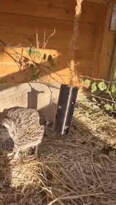 Quail Treat Feeder | Hanging Dispenser