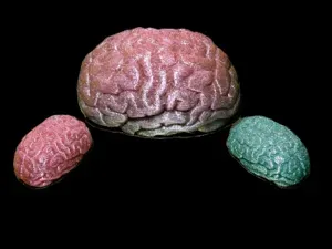 NEEDOH -like Brain Stress Ball | TPU 85A & 95A
