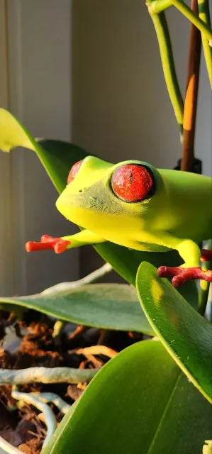 Frog Tree — Image 5 of 7