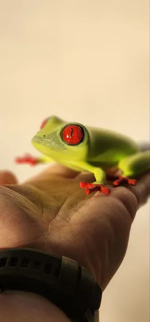 Frog Tree — Image 3 of 7