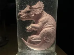 Triceratops Embryo