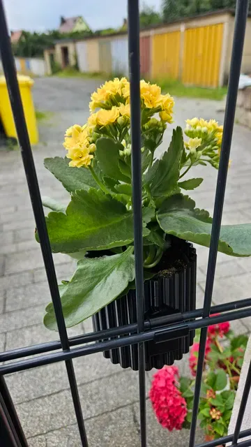 Blumentopf- Pflanztopf für den Zaun (Fäncel-Modul) — Фото 4 из 9