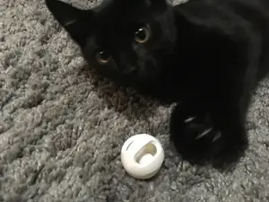 Ball in Ball Cat Toy