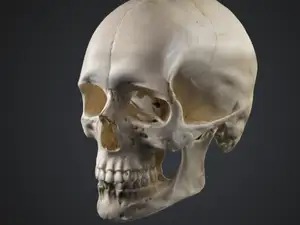 Last filament human skull (10-688 Grams)
