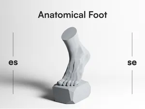 Anatomical Foot - Artistic Sculpture