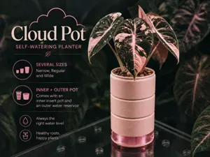 Cloud Pot – Self-Watering Plant Pot