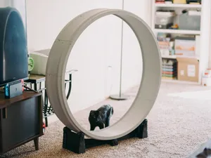Cat Exercise Wheel