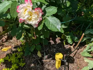 Garden Stake for Deep Drip & Root Airflow