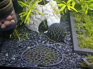 Aquarium Moss Tile - Round 100mm - Box and lid