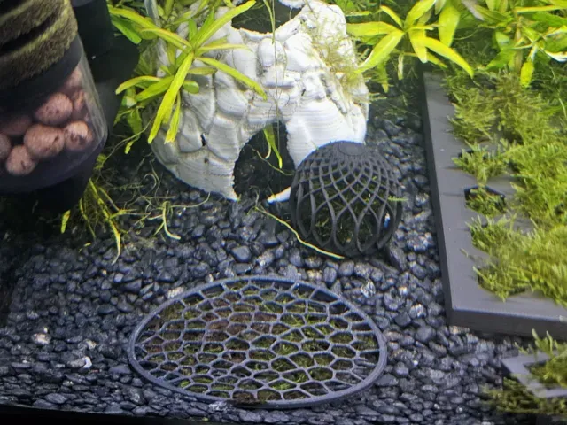 Aquarium Moss Tile - Round 100mm - Box and lid