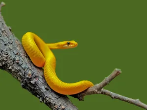 Yellow Snake Lithophane