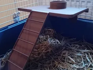 Platform with a stairway for guinea pigs /hamsters