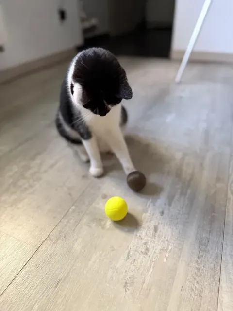 Cat Toy Ball – Smooth Rolling & Pleasant Sound — Image 4 of 11