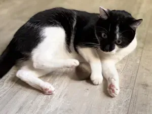 Cat Toy Ball – Smooth Rolling & Pleasant Sound