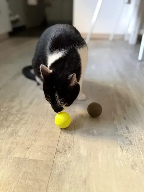 Cat Toy Ball – Smooth Rolling & Pleasant Sound — Image 2 of 11