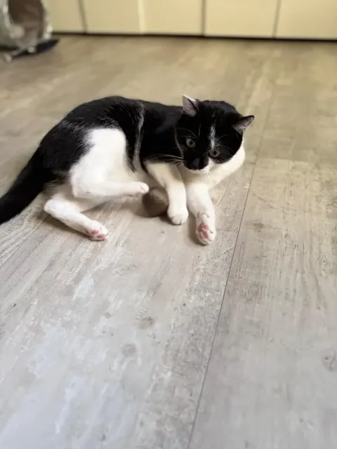 Cat Toy Ball – Smooth Rolling & Pleasant Sound — Image 3 of 11
