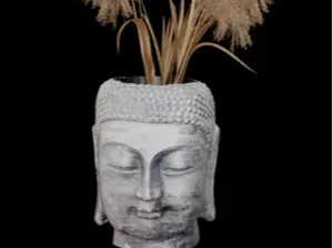 buddha head pot plant