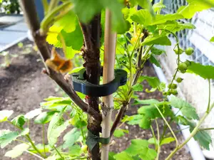 Tomatoclip – Pflanzenclip für Stange & Faden