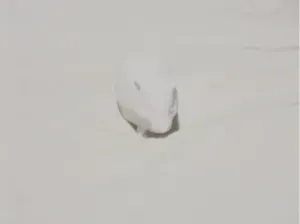 anther random hamster