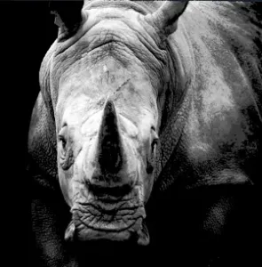 HueForge Rhinoceros Portrait