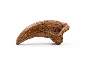 T-Rex Claw | Fossil Replica