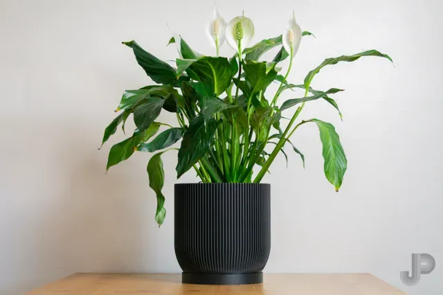 Aspire Planter with Drainage Holes and Drip Tray — Фото 5 из 7