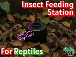 Live Insect Feeding Station for Reptiles and Birds