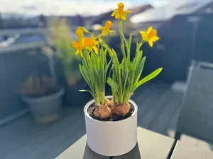 Einfacher runder Blumentopf