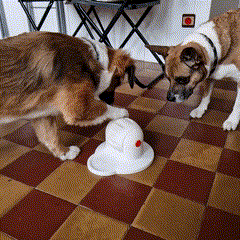 Jeu dog