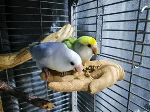 鹦鹉脱敏训练站杆