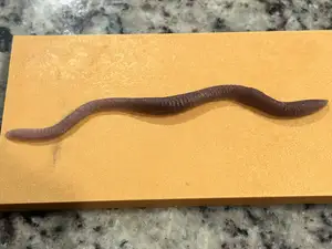 "I got Worms" mold