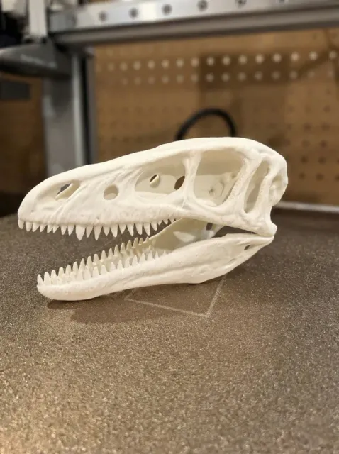 The Cunning Hunter: Velociraptor Skull MPC-D100/25 — Фото 2 из 3