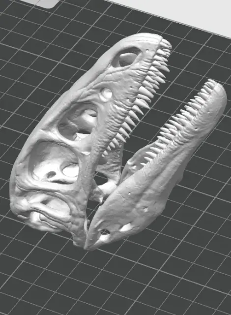The Cunning Hunter: Velociraptor Skull MPC-D100/25 — Фото 3 из 3