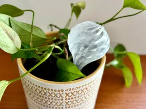 Spiral Plant Watering Globe in Vase Mode