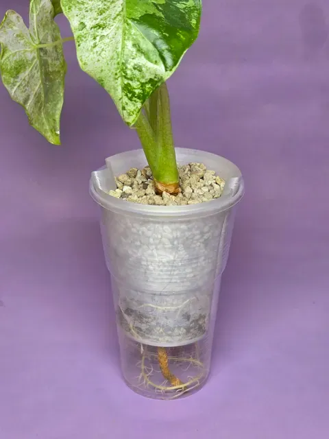 Universal Semi-Hydro Planter System, 0.5L/16Oz Cup — Фото 3 из 17