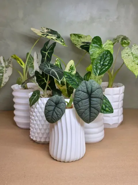 Universal Semi-Hydro Planter System, 0.5L/16Oz Cup — Фото 2 из 17