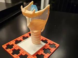 Gridfinity Anatomy: Larynx Model Multicolor