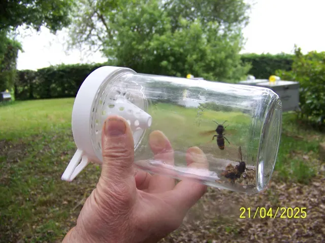 Asian hornet trap - free bees — Фото 2 из 8