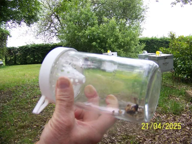 Asian hornet trap - free bees — Фото 4 из 8