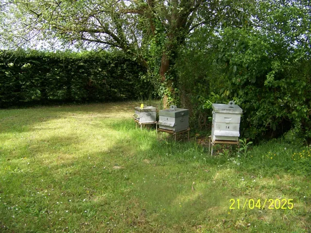 Asian hornet trap - free bees — Фото 8 из 8