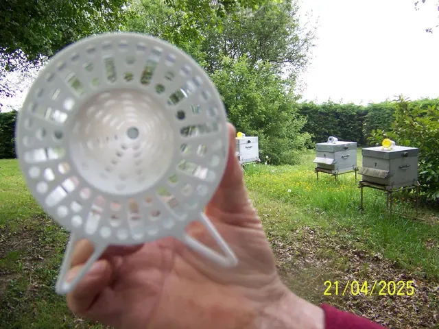 Asian hornet trap - free bees — Фото 6 из 8