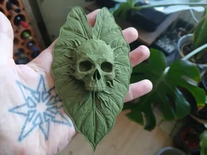 Alocasia skull