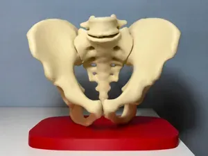 Anatomical Human Pelvis from CT SCAN