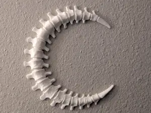 Spinal Moon Wall Decoration - 2 Hour Print